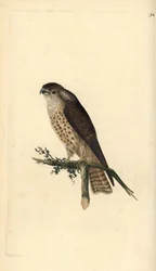 Merlinie, Falco kolumbariusz. Ręcznie kolorowany miedzioryt rysowany i grawerowany przez Edwarda Donovana z jego własnej „Historii naturalnej ptaków brytyjskich”, Londyn