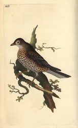 Drozd jemioła, Turdus viscivorus. Ręcznie kolorowany miedzioryt rysowany i grawerowany przez Edwarda Donovana z jego własnej „Historii naturalnej ptaków brytyjskich”, Londyn