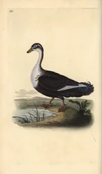 Kaczka piżmowa (wariant), Cairina moschata. Ręcznie barwiony miedzioryt rysowany i grawerowany przez Edwarda Donovana z jego własnej „Historii naturalnej ptaków brytyjskich”, Londyn
