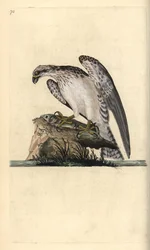 Rybołów, Pandion haliaetus, stojący na złowionej rybie. Ręcznie barwiony miedzioryt rysowany i grawerowany przez Edwarda Donovana z jego własnej „Historii naturalnej ptaków brytyjskich”, Londyn