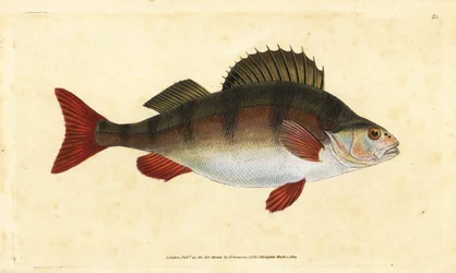 Okoń, Perca fluviatilis. Ręcznie barwiony miedzioryt narysowany i rytowany przez Edwarda Donovana z jego Natural History of British Fishes, Donovan and F.C. i J. Rivington, Londyn