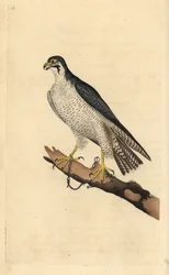 Sokół wędrowny, Falco peregrinus, przykuty do gałęzi. Ręcznie kolorowany miedzioryt rysowany i grawerowany przez Edwarda Donovana z jego własnej „Historii naturalnej ptaków brytyjskich”, Londyn