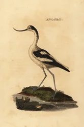 Szaszłyk srokaty, Recurvirostra avocetta