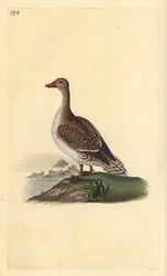Pintail, Anas acuta, kobieta. Ręcznie kolorowany miedzioryt rysowany i grawerowany przez Edwarda Donovana z jego własnej „Historii naturalnej ptaków brytyjskich”, Londyn