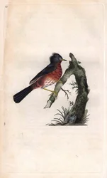 Wojna Pitchou. Sylvia undata (Sylvia dartfordiensis). Miedzioryt autorstwa Edwarda Donovana (1768-1837), opublikowany w Natural History of British Birds, Londyn