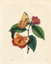 Zwykły płowy motyl radża, psafon Charaxes (Nymphalis bernardus) na kamelii. Skopiowano z „Uosobieniem historii naturalnej owadów w Chinach” Edwarda Donovana