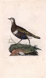 Siewka. Eudromias morinellus (Charadrius morinellus). Miedzioryt autorstwa Edwarda Donovana (1768-1837), opublikowany w Natural History of British Birds, Londyn