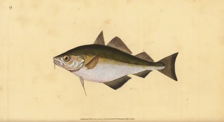 Nadąsanie, Trisopterus luscus (Bib, Gadus luscus). Ręcznie barwiony miedzioryt narysowany i rytowany przez Edwarda Donovana z jego Natural History of British Fishes, Donovan and F.C. i J. Rivington, Londyn