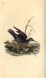 Brodzik purpurowy, Calidris maritima. Ręcznie barwiony miedzioryt rysowany i grawerowany przez Edwarda Donovana z jego własnej „Historii naturalnej ptaków brytyjskich”, Londyn