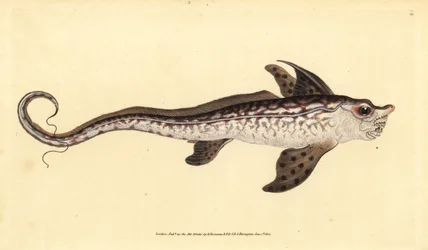 Królik lub potwór morski, Chimaera monstrosa. Prawie zagrożony. Ręcznie barwiony miedzioryt narysowany i rytowany przez Edwarda Donovana z jego Natural History of British Fishes, Donovan and F.C. i J. Rivington, Londyn