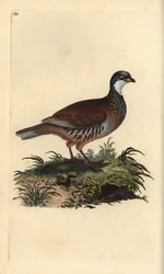 Kuropatwa czerwononoga, Alectoris rufa. Ręcznie barwiony miedzioryt narysowany i rytowany przez Edwarda Donovana z jego własnej „Historii naturalnej ptaków brytyjskich” (1794-1819). Edward Donovan (1768-1837) był anglo-irlandzkim zoologiem-amatorem, pisarz