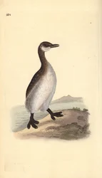Perkoz rdzawoszyi (samica), Podiceps grisegena. Ręcznie kolorowany miedzioryt rysowany i grawerowany przez Edwarda Donovana z jego własnej „Historii naturalnej ptaków brytyjskich”, Londyn
