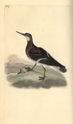 phalarope czerwonoszyjki , Phalaropus lobatus. Ręcznie kolorowany miedzioryt rysowany i grawerowany przez Edwarda Donovana z jego własnej „Historii naturalnej ptaków brytyjskich”, Londyn