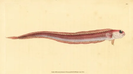 Czerwona bandona, Cepola macrophthalma (Rubescent band-fish, Cepola rubescens). Ręcznie barwiony miedzioryt narysowany i rytowany przez Edwarda Donovana z jego Natural History of British Fishes, Donovan and F.C. i J. Rivington, Londyn
