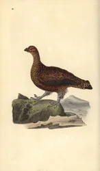 Lagopod szkocki (samica), Lagopus scotica. Ręcznie kolorowana rycina miedziorytnicza, narysowana i rytowana przez Edwarda Donovana, z jego własnej „Historii naturalnej ptaków brytyjskich”, Londyn