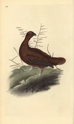 Lagopod szkocki, Lagopus lagopus scotica. Ręcznie kolorowana rycina miedziorytnicza, narysowana i rytowana przez Edwarda Donovana, z jego własnej „Historii naturalnej ptaków brytyjskich”, Londyn