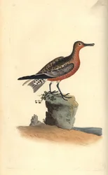 Czerwony węzeł, Calidris canutus. Ręcznie kolorowany miedzioryt rysowany i grawerowany przez Edwarda Donovana z jego własnej „Historii naturalnej ptaków brytyjskich”, Londyn