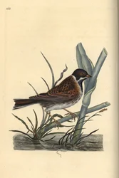 Trznadel trzcinowy, Emberiza schoeniculus. Ręcznie barwiony miedzioryt rysowany i grawerowany przez Edwarda Donovana z jego własnej „Historii naturalnej ptaków brytyjskich”, Londyn