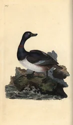 Kaczka z szyjką, Aythya collaris. Ręcznie barwiony miedzioryt rysowany i grawerowany przez Edwarda Donovana z jego własnej „Historii naturalnej ptaków brytyjskich”, Londyn