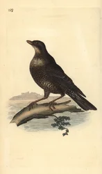 Pierścień ouzel (samica), Turdus torquatus. Ręcznie barwiony miedzioryt rysowany i grawerowany przez Edwarda Donovana z jego własnej „Historii naturalnej ptaków brytyjskich”, Londyn