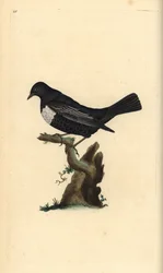 Pierścień ouzel, Turdus torquatus. Ręcznie barwiony miedzioryt rysowany i grawerowany przez Edwarda Donovana z jego własnej „Historii naturalnej ptaków brytyjskich”, Londyn