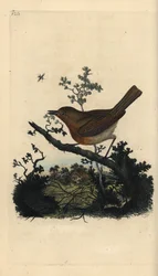 Rudzik rudy, Erithacus rubecula. Ręcznie barwiony miedzioryt rysowany i grawerowany przez Edwarda Donovana z jego własnej „Historii naturalnej ptaków brytyjskich”, Londyn