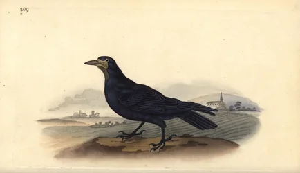 Wieża, Corvus frugilegus. Ręcznie kolorowany miedzioryt rysowany i grawerowany przez Edwarda Donovana z jego własnej „Historii naturalnej ptaków brytyjskich”, Londyn
