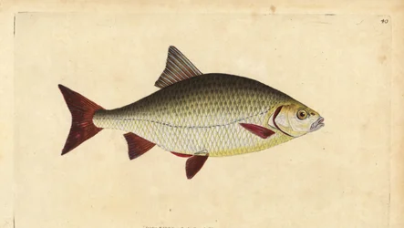 Wzdręga, Scardinius erythrophthalmus (czerwone oko, Cyprinus erythrophthalmus). Ręcznie barwiony miedzioryt narysowany i rytowany przez Edwarda Donovana z jego Natural History of British Fishes, Donovan and F.C. i J. Rivington, Londyn