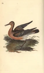 batalion, Philomachus pugnax, kobieta. Ręcznie barwiony miedzioryt rysowany i grawerowany przez Edwarda Donovana z jego własnej „Historii naturalnej ptaków brytyjskich”, Londyn