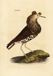 batalion, samiec, Philomachus zadziorny