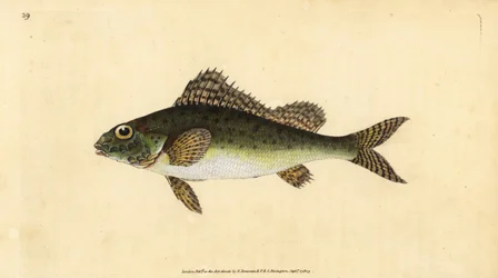 Jazgarz, Gymnocephalus cernua (Perca cernua). Ręcznie barwiony miedzioryt narysowany i rytowany przez Edwarda Donovana z jego Natural History of British Fishes, Donovan and F.C. i J. Rivington, Londyn