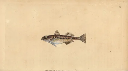Babka piaskowa, Pomatoschistus minutus (babka plamista, Gobius minutus). Ręcznie barwiony miedzioryt narysowany i rytowany przez Edwarda Donovana z jego Natural History of British Fishes, Donovan and F.C. i J. Rivington, Londyn