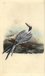Rybitwa czubata, Thalasseus sandvicensis. Ręcznie kolorowana płyta miedziorytnicza, rysowana i rytowana przez Edwarda Donovana z jego własnej „Natural History of British Birds”, Londyn