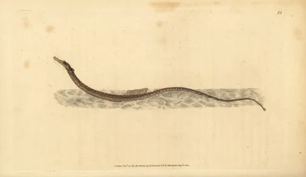 Iglicznia sargassum lub iglicznia pelagiczna. Ręcznie barwiony miedzioryt narysowany i rytowany przez Edwarda Donovana z jego Natural History of British Fishes, Donovan and F.C. i J. Rivington, Londyn