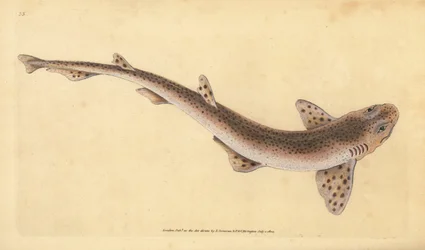 Mały rekin cętkowany, Scyliorhinus canicula (Rekin plamisty, Squalus catulus). Ręcznie barwiony miedzioryt narysowany i rytowany przez Edwarda Donovana z jego Natural History of British Fishes, Donovan and F.C. i J. Rivington, Londyn