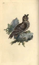 Mniejsza uszatka syberyjska lub ołówkowa, Strix pulchella. (Scops owl, Otus scops?) Ręcznie kolorowany miedzioryt narysowany i grawerowany przez Edwarda Donovana z jego własnej „Historii naturalnej ptaków brytyjskich”, Londyn