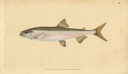 Stynka, Osmerus eperlanus (Salmo eperlanus). Miedzioryt ręcznie rysowany i rytowany przez Edwarda Donovana z jego Natural History of British Fishes, Donovan and F.C. and J. Rivington, London