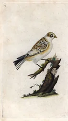 Śnieżny Wróbel. Plectrophenax nivalis (Emberiza nivalis). Miedzioryt Edwarda Donovana (1768-1837), opublikowany w Histoire naturelle des oiseaux britanniques, Londyn