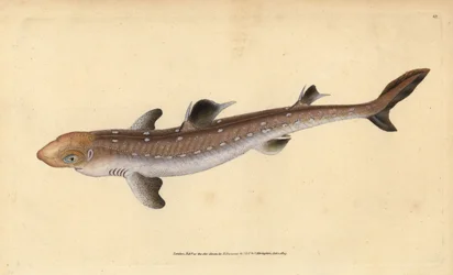 Koleń kolenia, Squalus acanthias (zbierany rekin lub psia ryba). Wrażliwy. Ręcznie barwiony miedzioryt narysowany i rytowany przez Edwarda Donovana z jego Natural History of British Fishes, Donovan and F.C. i J. Rivington, Londyn