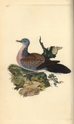 Gołąb cętkowany lub pancou, Spilopelia chinensis. Ręcznie kolorowany miedzioryt rysowany i grawerowany przez Edwarda Donovana z jego własnej „Historii naturalnej ptaków brytyjskich”, Londyn