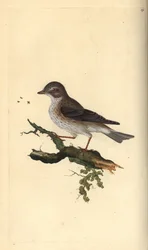 Muchołówka cętkowana, Muscicapa striata. Ręcznie kolorowany miedzioryt rysowany i grawerowany przez Edwarda Donovana z jego własnej „Historii naturalnej ptaków brytyjskich”, Londyn