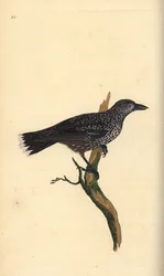 Orzechówka plamista, Nucifraga caryocatactes. Ręcznie kolorowany miedzioryt narysowany i wygrawerowany przez Edwarda Donovana z jego własnej "Natural History of British Birds", Londyn.