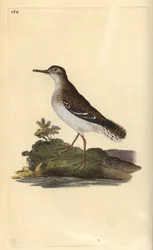 Brodzik plamisty, Actitis macularia. Ręcznie barwiony miedzioryt rysowany i grawerowany przez Edwarda Donovana z jego własnej „Historii naturalnej ptaków brytyjskich”, Londyn