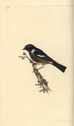 Stonechat, Saxicola rubicola. Ręcznie barwiony miedzioryt rysowany i grawerowany przez Edwarda Donovana z jego własnej „Historii naturalnej ptaków brytyjskich”, Londyn