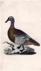 Letnia cyraneczka. Anas querquedula. Miedzioryt autorstwa Edwarda Donovana (1768-1837), opublikowany w Natural History of British Birds, Londyn