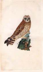 Sowa Bagienna. Asio flammeus (Strix brachyotos, Strix brachyotis). Miedzioryt autorstwa Edwarda Donovana (1768-1837), opublikowany w Natural History of British Birds, Londyn