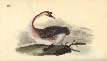Gęś łabędzi, Anser cygnoides, bezbronna. Ręcznie kolorowany miedzioryt rysowany i grawerowany przez Edwarda Donovana z jego własnej „Historii naturalnej ptaków brytyjskich”, Londyn