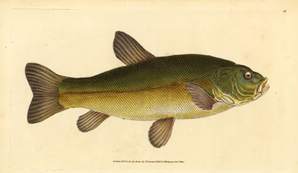 Lin, Tinca tinca (Cyprinus tinca). Ręcznie barwiony miedzioryt narysowany i rytowany przez Edwarda Donovana z jego Natural History of British Fishes, Donovan and F.C. i J. Rivington, Londyn