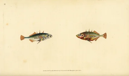 Ciernik trójkolcowy, Gasterosteus aculeatus. Ręcznie barwiony miedzioryt narysowany i rytowany przez Edwarda Donovana z jego Natural History of British Fishes, Donovan and F.C. i J. Rivington, Londyn