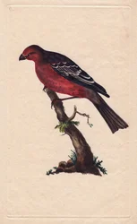 Drzewa. Enukleator Pinicola (enukleator Loxia). Miedzioryt autorstwa Edwarda Donovana (1768-1837), opublikowany w Natural History of British Birds, Londyn